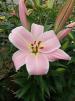 [5163 Rocelli No02.JPG]